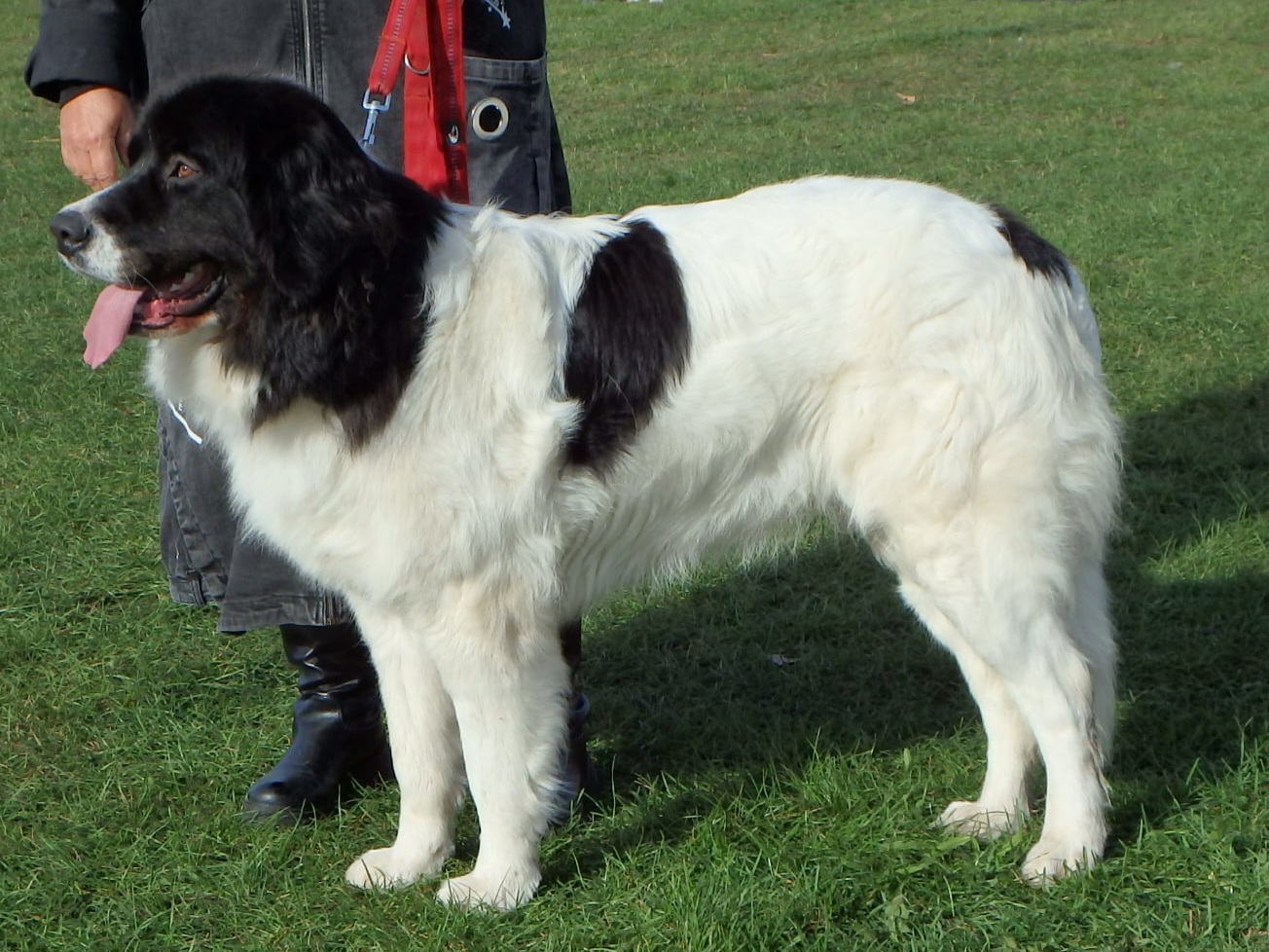 Aisha_z_podorlickych_albrechtic Aisha_z_podorlickych_albrechtic