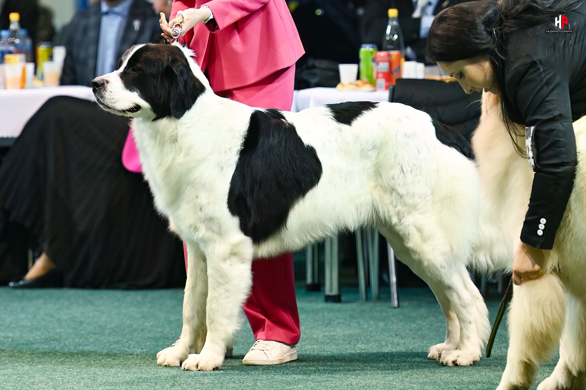 Bibi-mima-bohemia Bibi-mima-bohemia