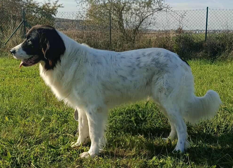 Dakota_z_podorlickych_albrechtic Dakota_z_podorlickych_albrechtic